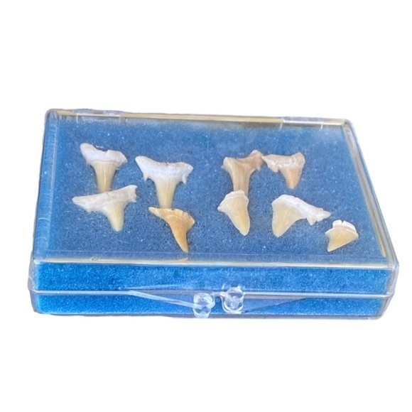 Sharks Teeth Fossils - Picture 3 of 6